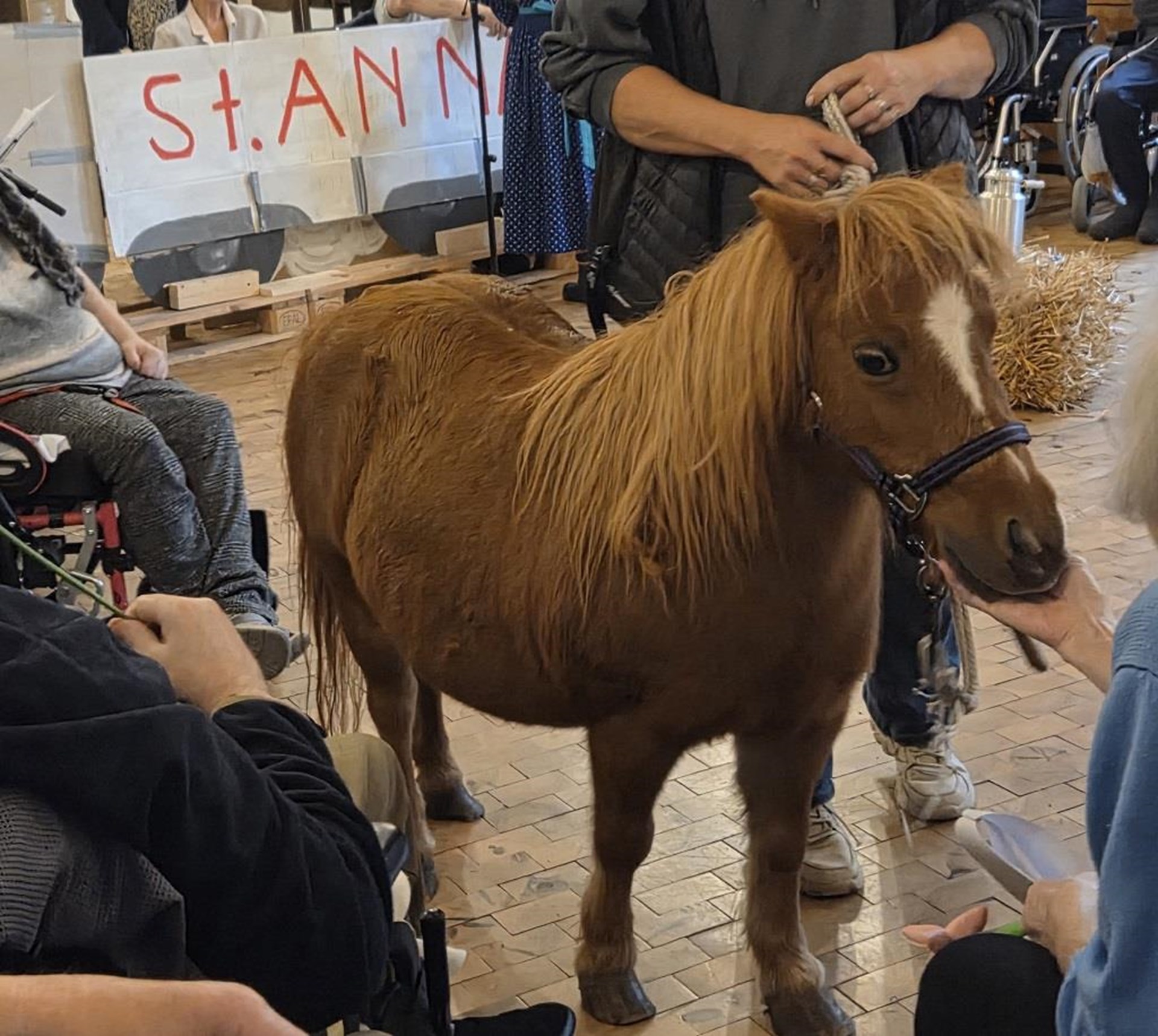Senioren und Menschen mit Behinderung sitzen um ein Zwergpony und streicheln es.